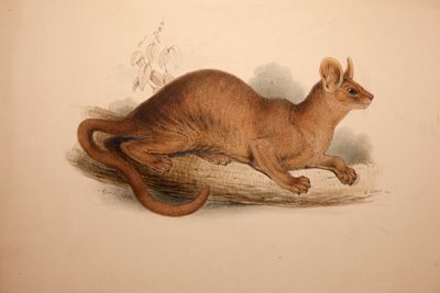 Cryptoprocta ferox, 1833 von Edward Lear